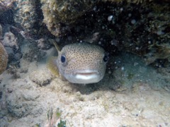 Porcupinefish (10